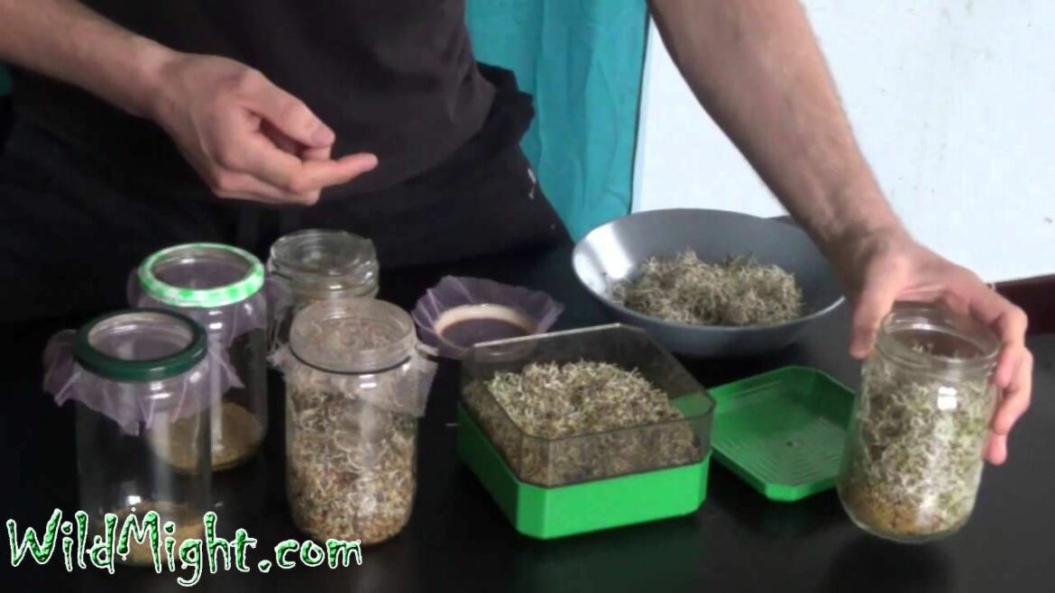 Comment se reproduit le flamboyant ?