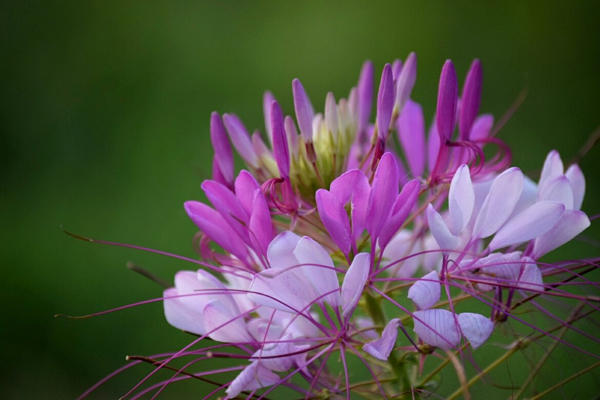 Comment semer les graines de cosmos ?