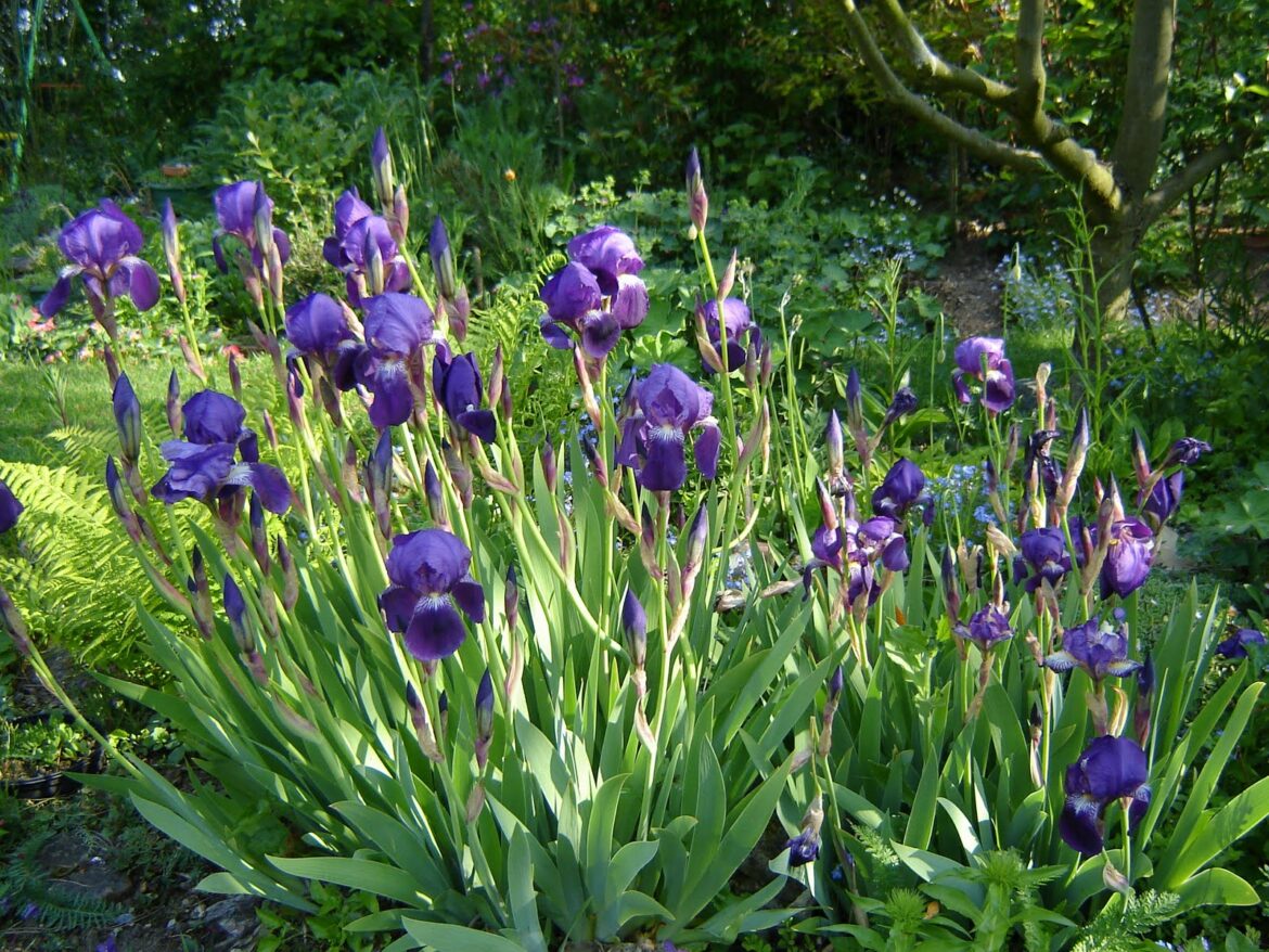 Comment s'occuper des iris après floraison ?
