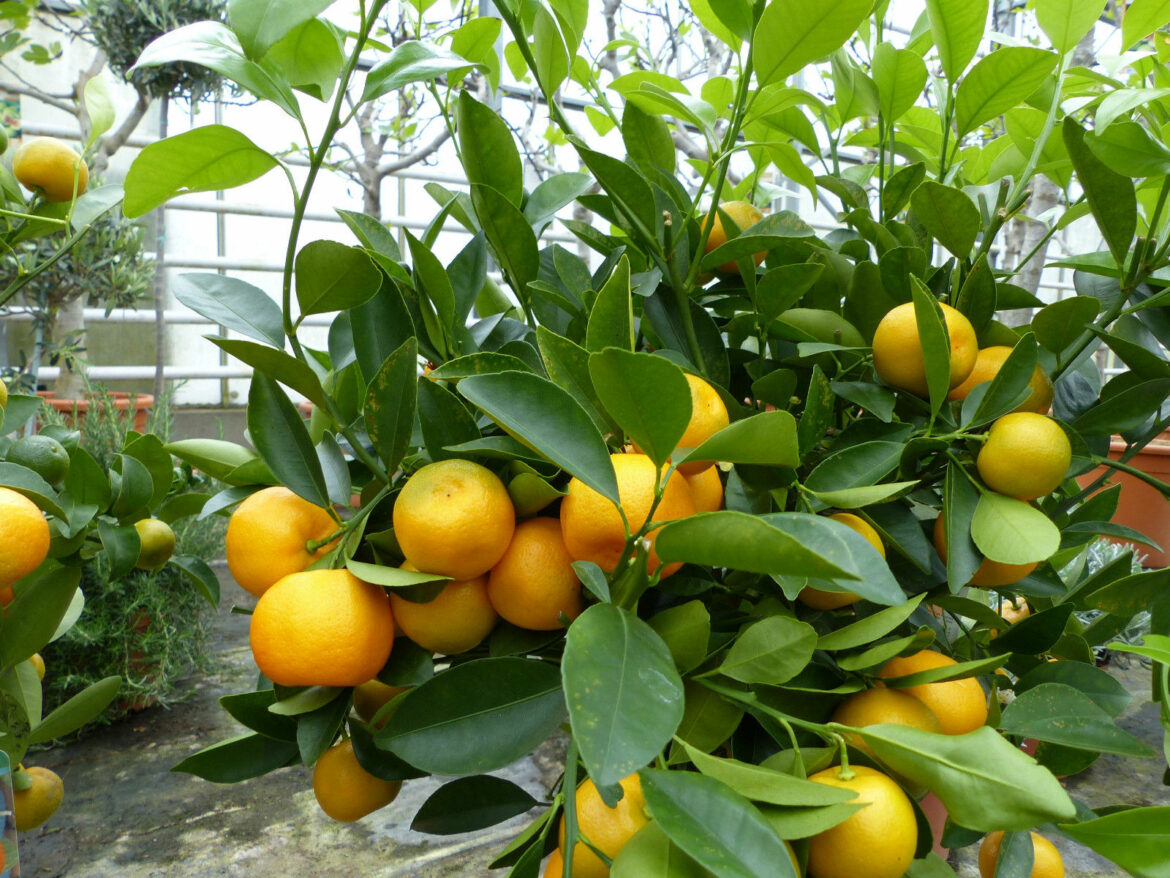 Comment s'occuper d'un calamondin ?