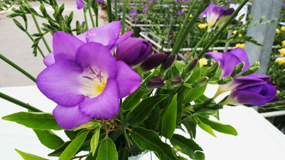 Comment s'occuper d'un freesia ?