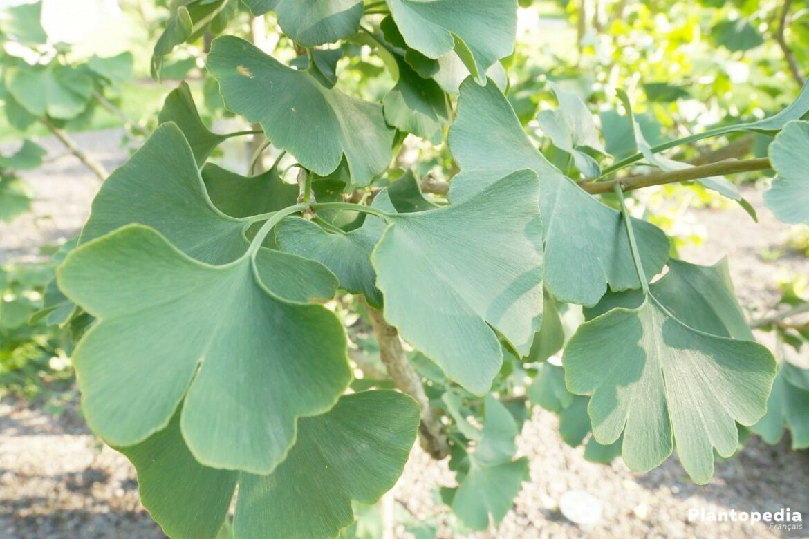 Comment s'occuper d'un ginkgo biloba ?
