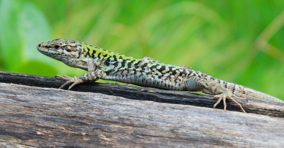 Comment s'occuper d'un lézard de jardin ?