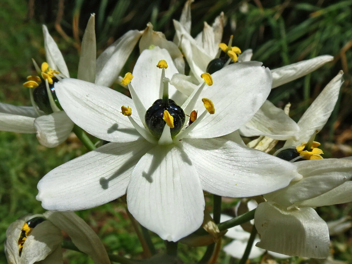 Comment s'occuper d'un ornithogalum ?
