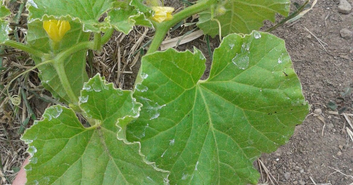 Comment s'occuper d'un pied de melon ?