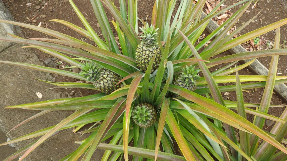 Comment s'occuper d'un plant d'ananas ?