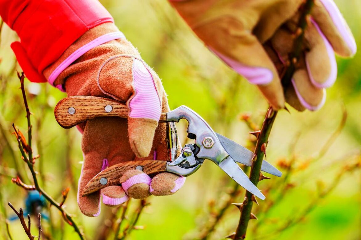 Comment s'occuper d'un roseau ?