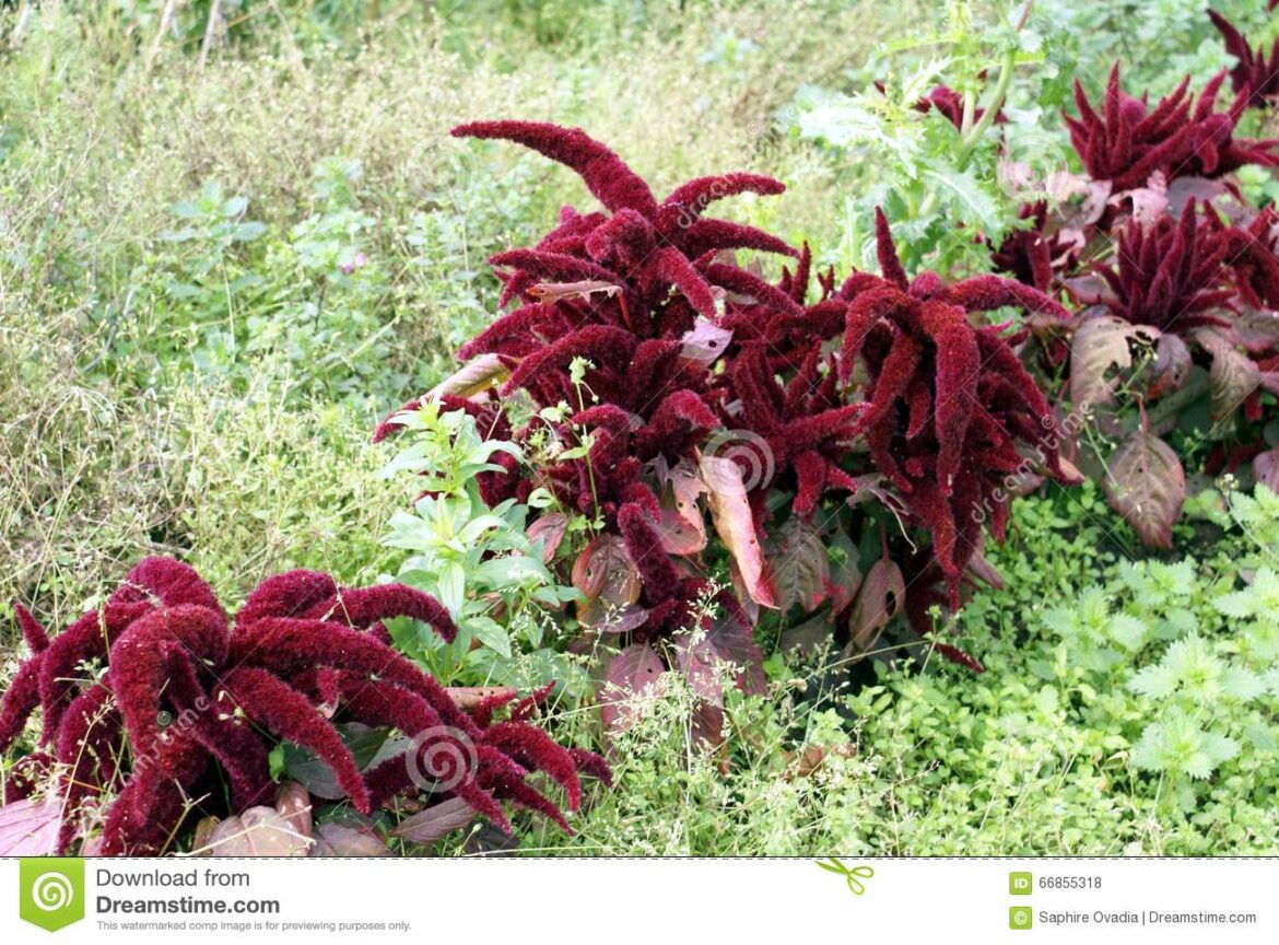 Comment s'occuper d'une Celosia Caracas ?