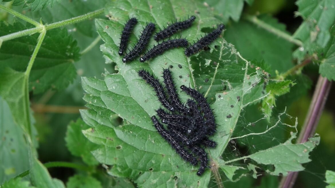 Comment soigner une piqûre de chenille ?