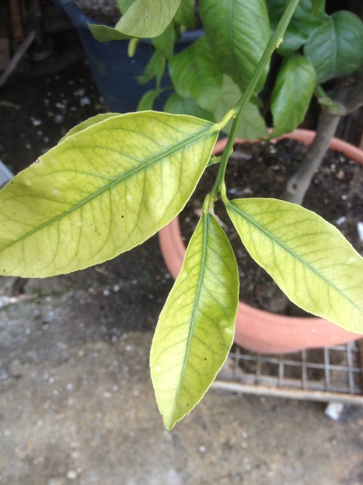 Comment soigner une plante qui jaunit ?