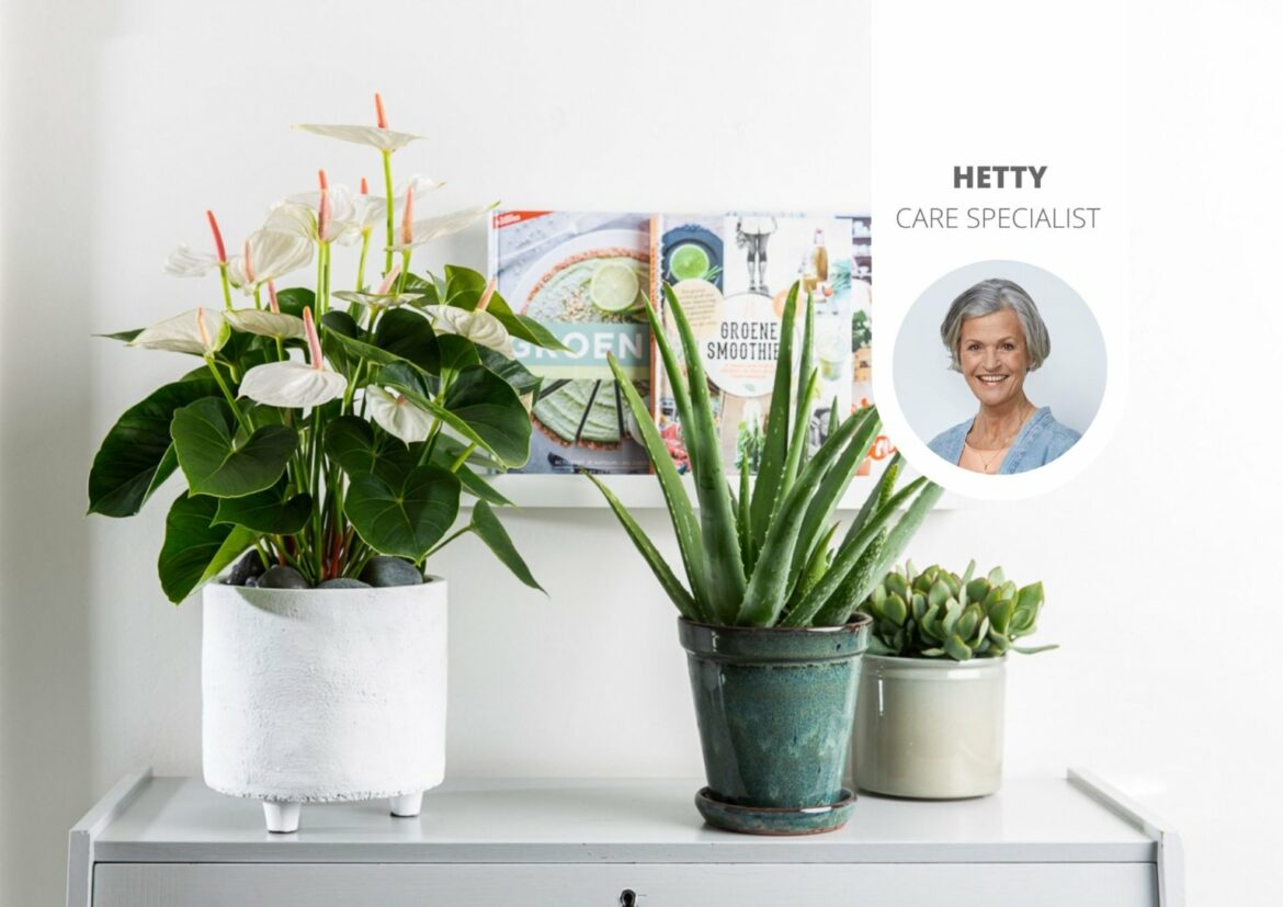 Comment soigner une plante qui jaunit ?