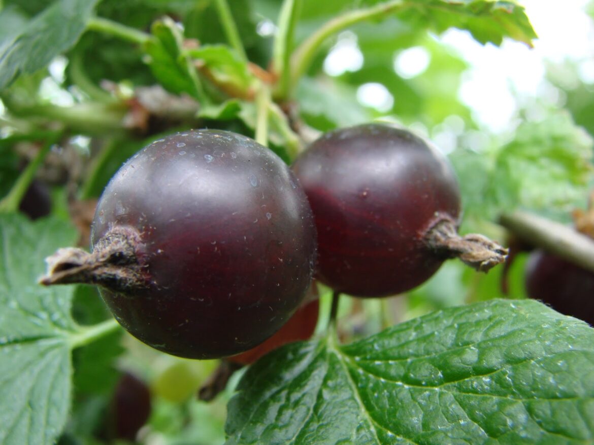 Comment tailler des Casseille ?