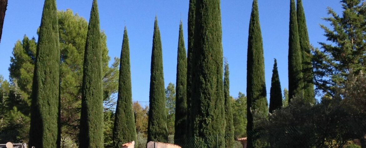 Comment tailler des cyprès en hauteur ?