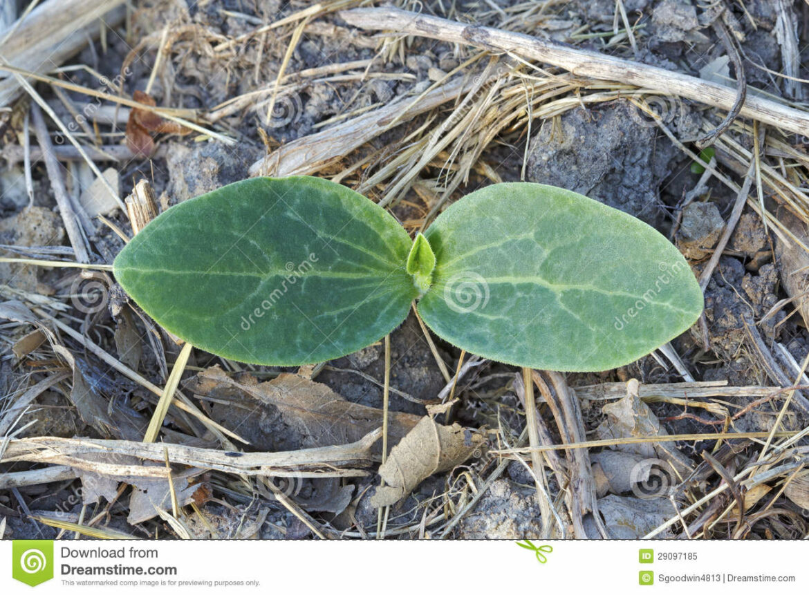 Comment tailler des plants de melons ?