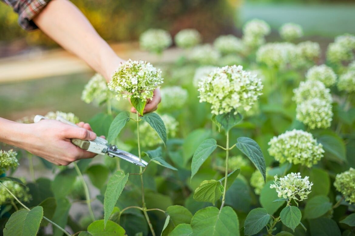 Comment tailler hortensia en mars ?
