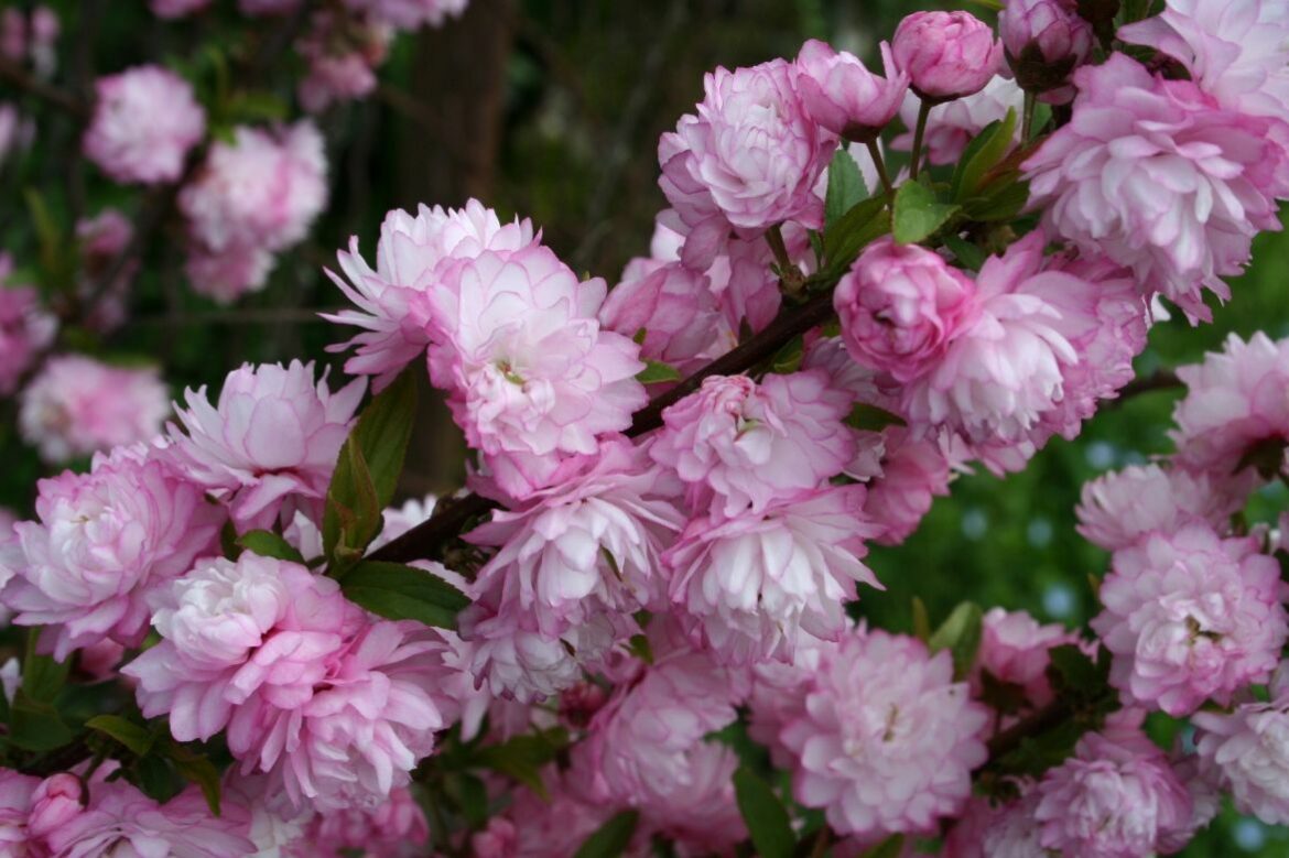 Comment tailler les Amandiers ?