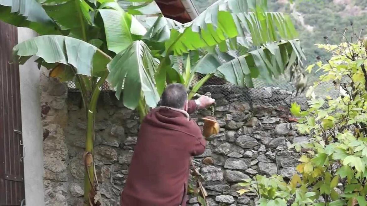 Comment tailler les bananiers pour l'hiver ?