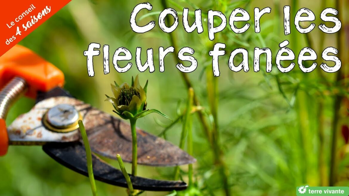 Comment tailler les feuilles des agapanthes ?