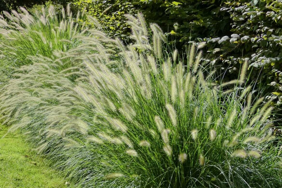 Comment tailler les graminées au printemps ?