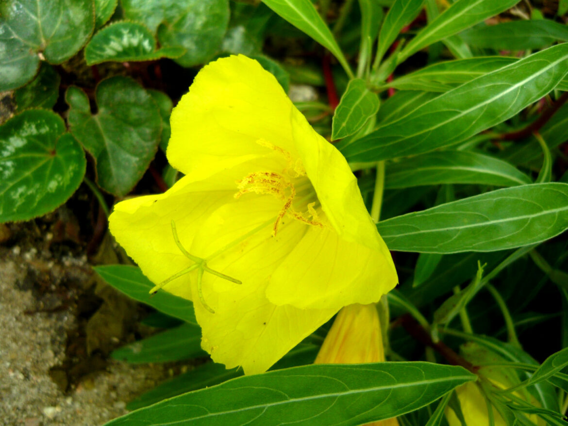 Comment tailler oenothera ?