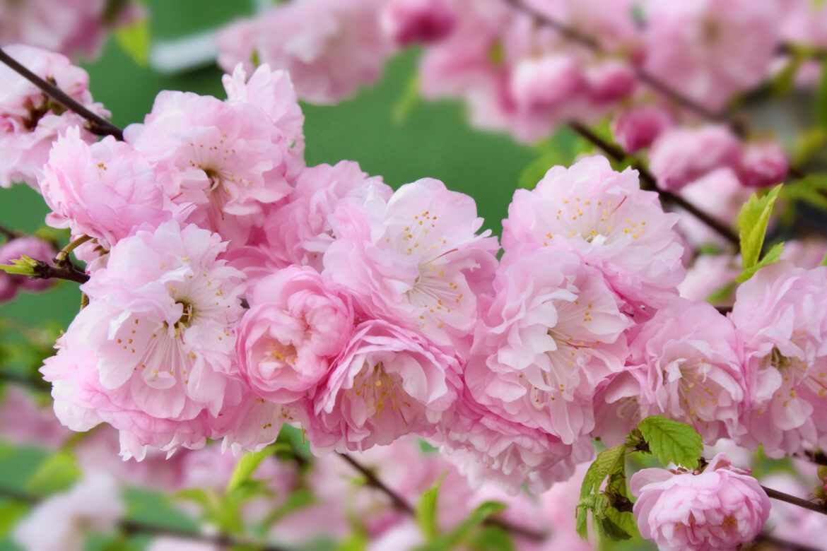 Comment tailler un Prunus triloba ?