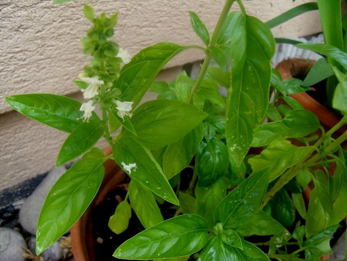 Comment tailler un basilic qui fleurit ?