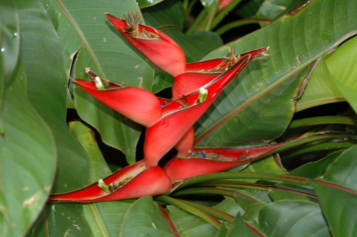 Comment tailler un bec de perroquet plante ?