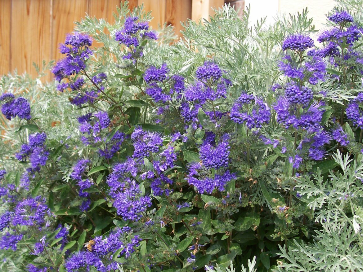 Comment tailler un caryoptéris Clandonensis ?