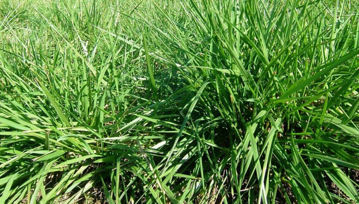 Comment tailler un fétuque ?