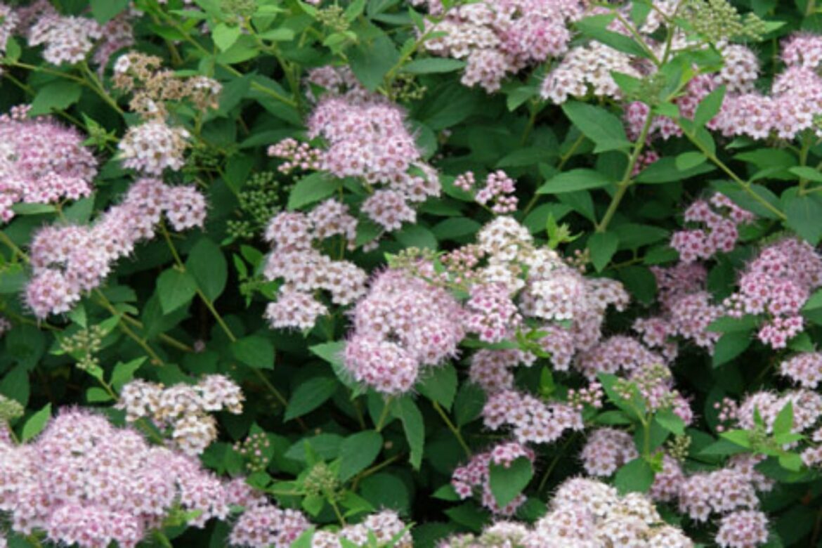 Comment tailler une spirée de printemps ?