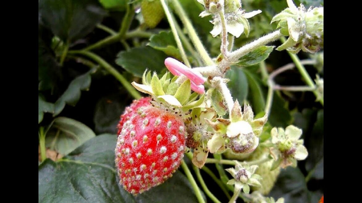 Comment traiter la rouille du fraisier ?