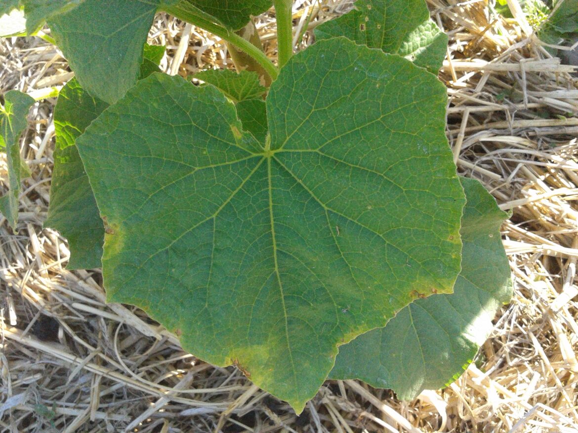 Comment traiter les feuilles de concombre ?