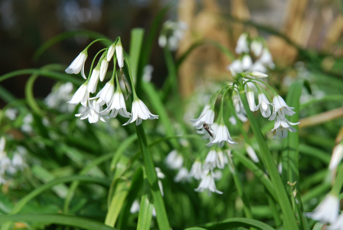 Comment transformer la fleur d'ail ?