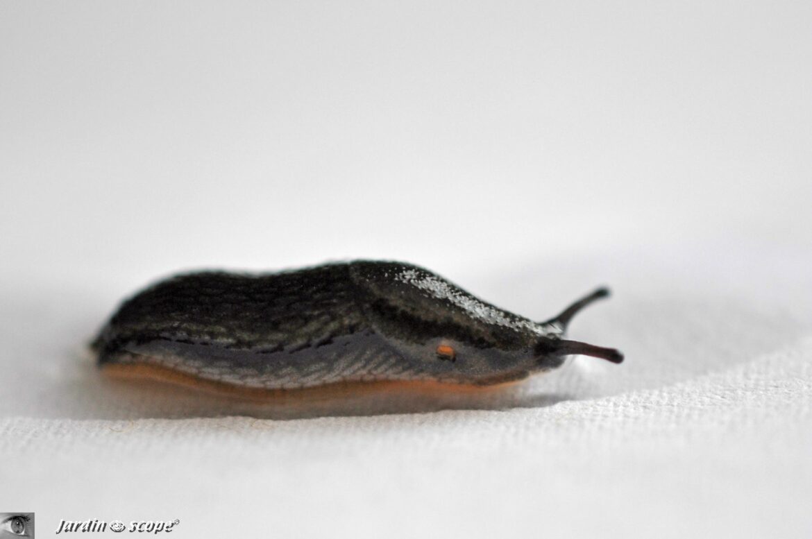 Comment trouver un nid de limaces ?