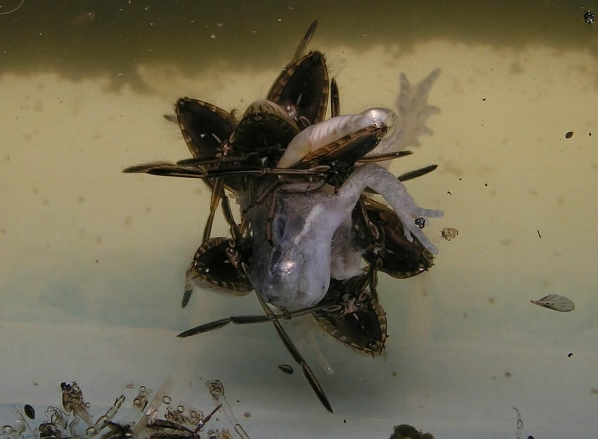 Comment tuer des têtards dans une piscine ?