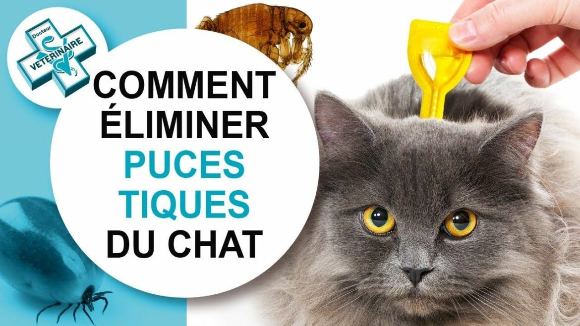 Comment tuer les puces sur un chat ?