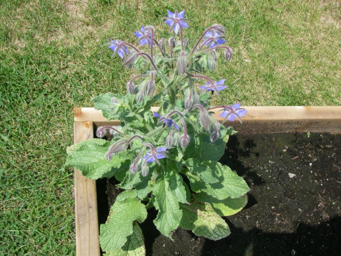 Comment utiliser la bourrache comme engrais vert ?