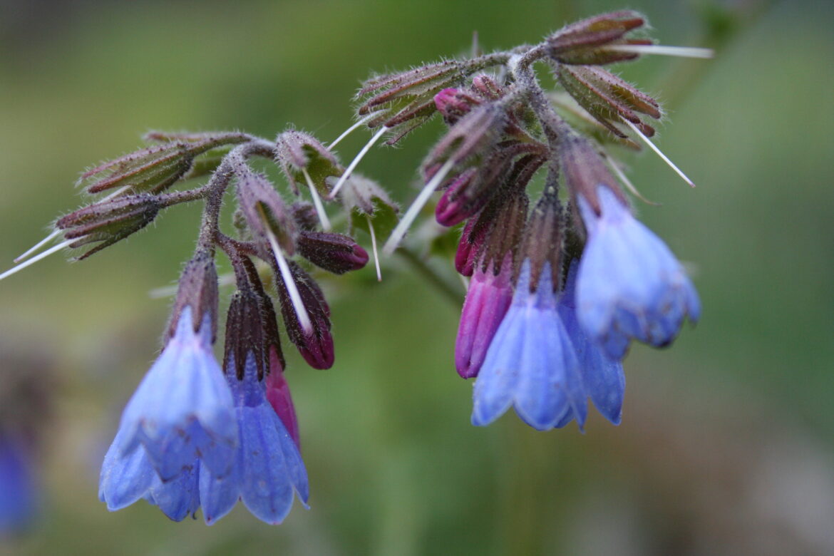 Comment utiliser la consoude pour se soigner ?