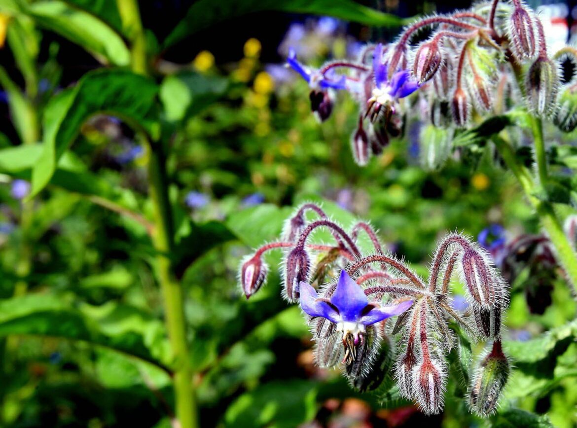 Comment utiliser la plante à huître ?