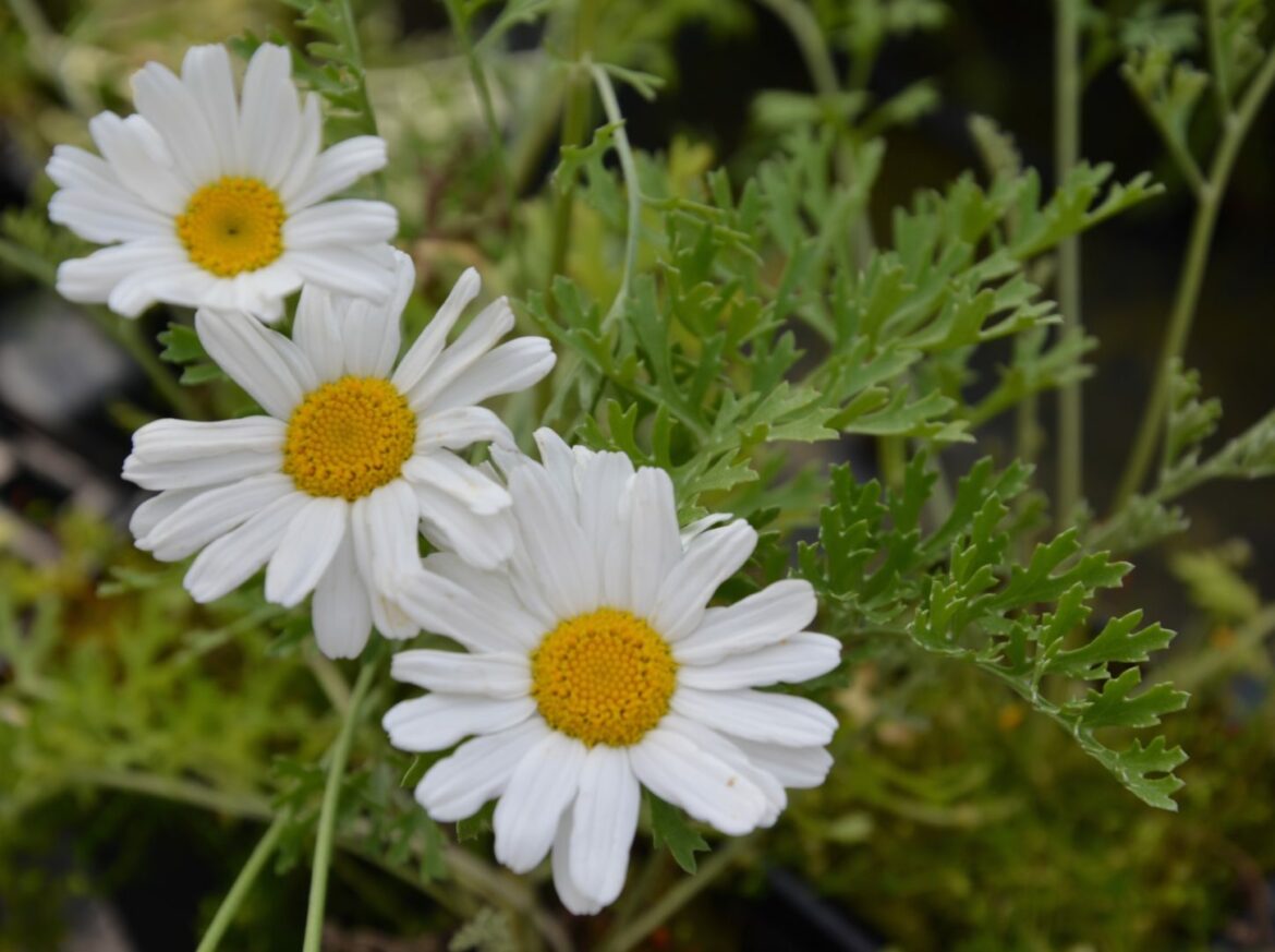 Comment utiliser la poudre de pyrèthre ?
