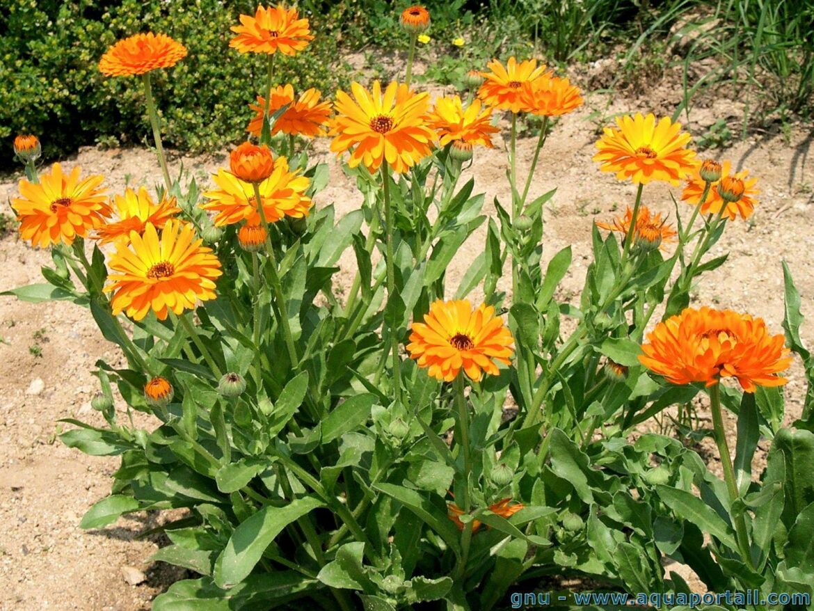 Comment utiliser le calendula ?