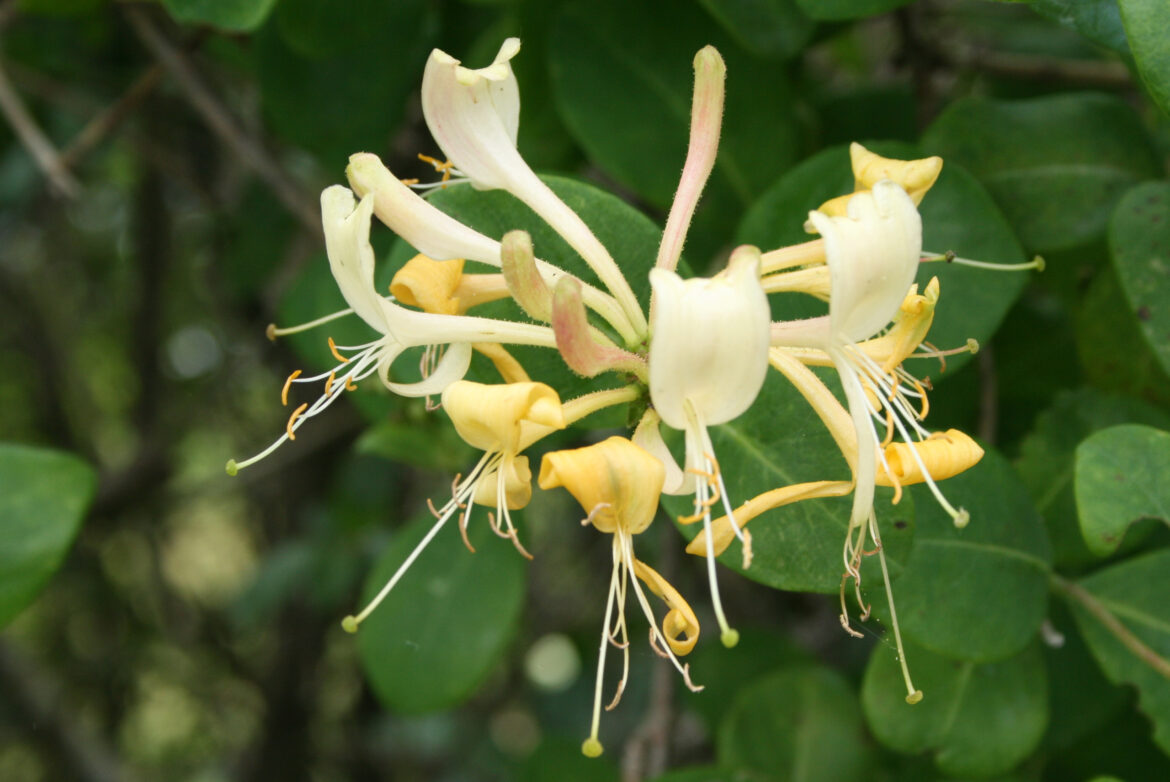 Comment utiliser le chèvrefeuille ?