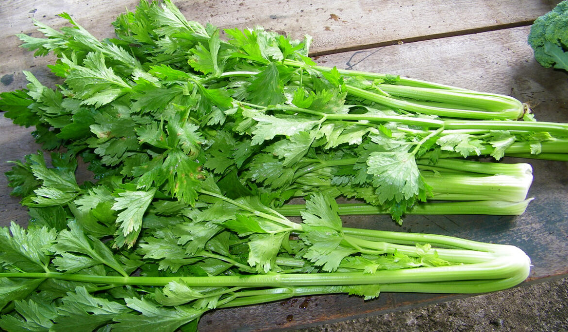 Comment utiliser les branches de céleri ? Housekeeping Magazine