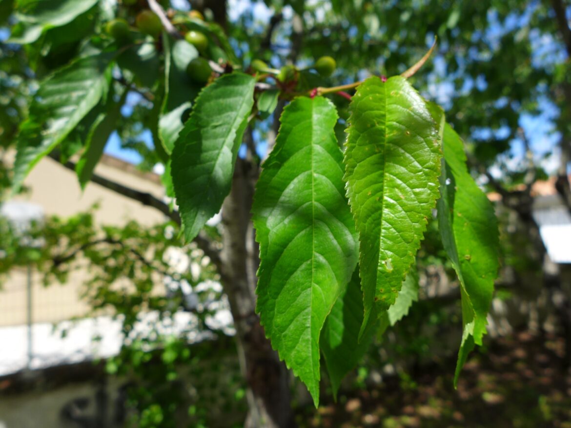 Comment utiliser les feuilles de cerisier ?