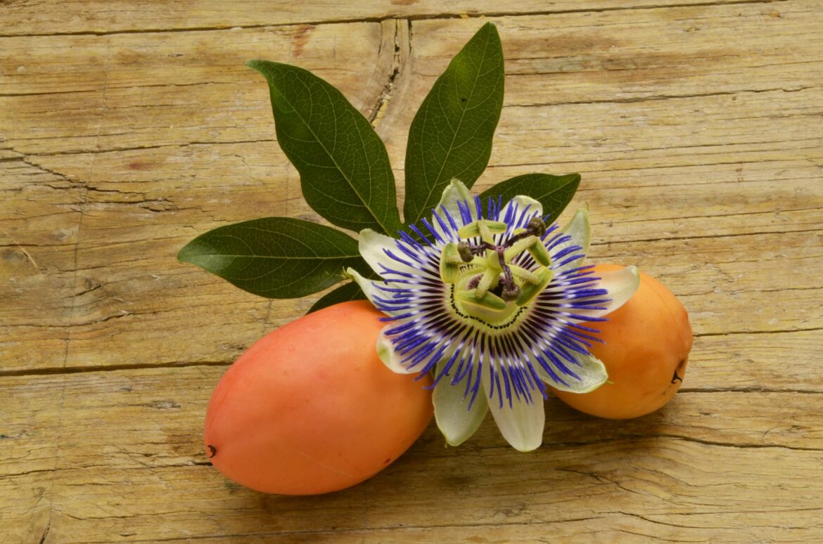 Comment utiliser les fruits de la passiflore ?