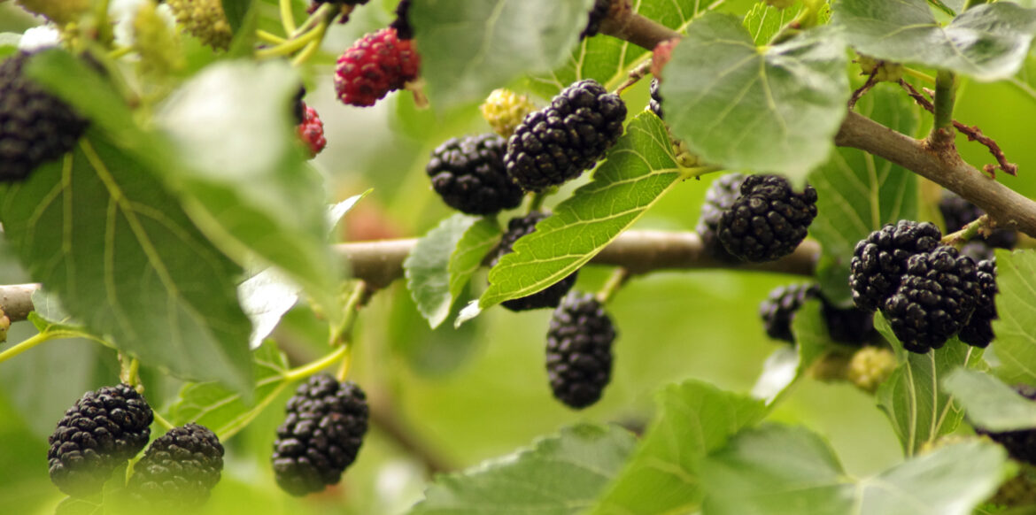 Comment utiliser les fruits du mûrier platane ?