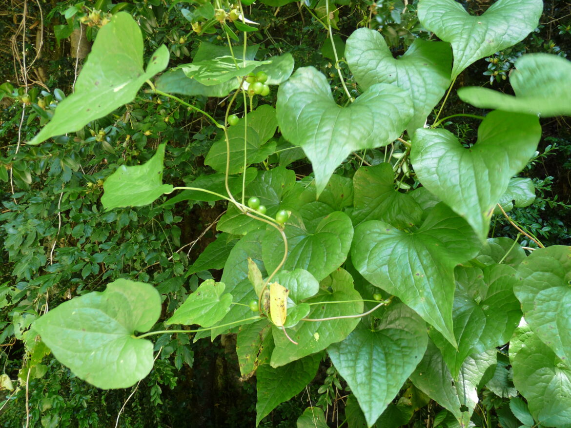 Comment utiliser les racines d'harpagophytum ?