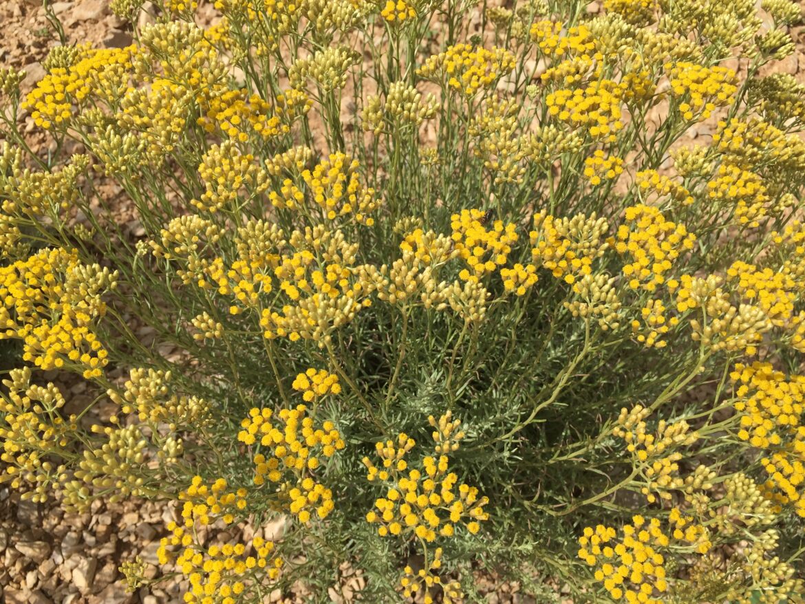 Comment utiliser l'immortelle ?