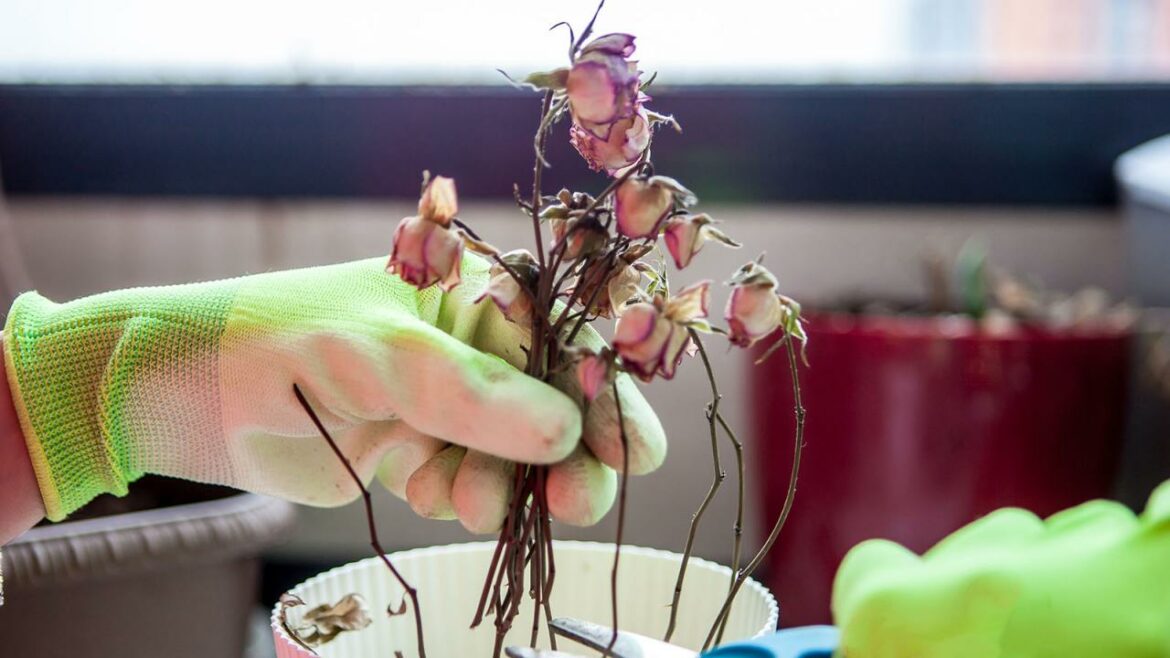 Comment voir si les bourgeons ont gelé ?