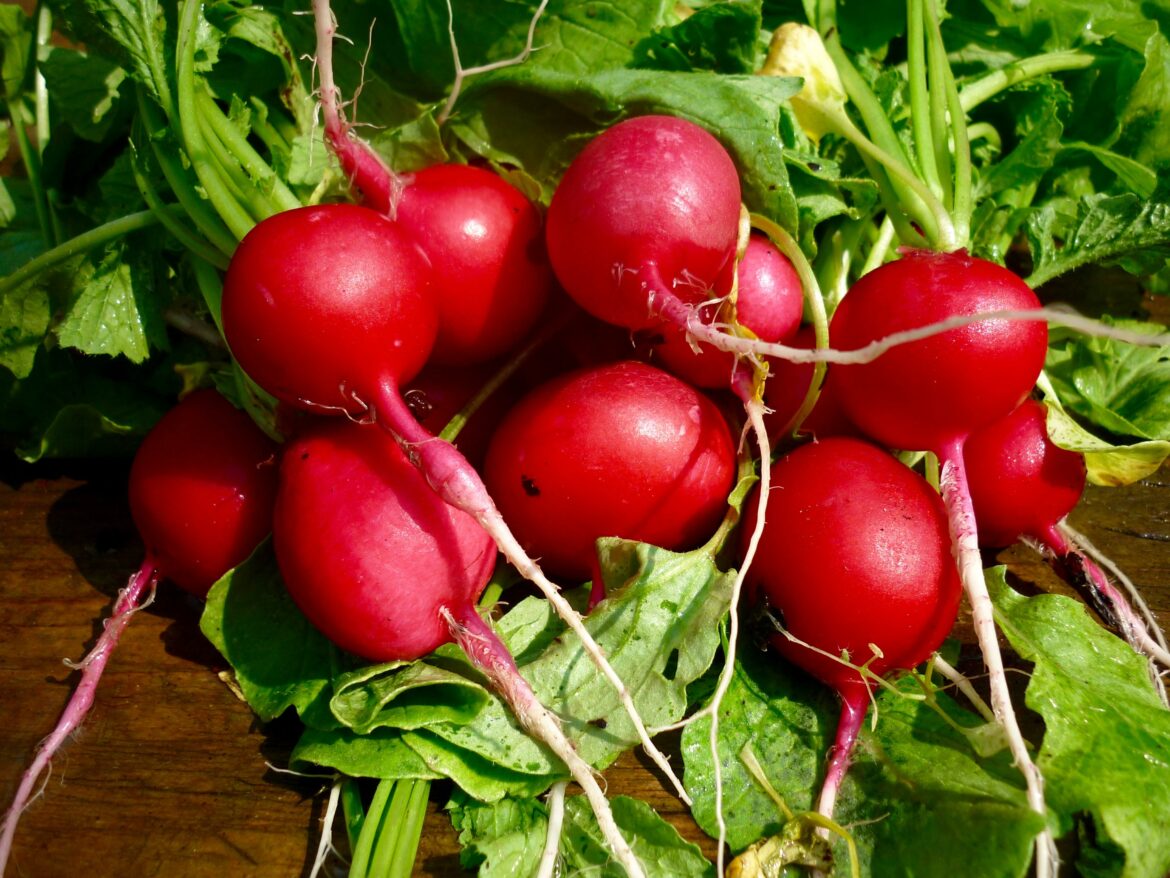 Est-ce bon de manger des radis tous les jours ?